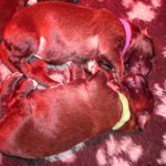 Lila Halsband, Amanda Magic (1 Woche alt)